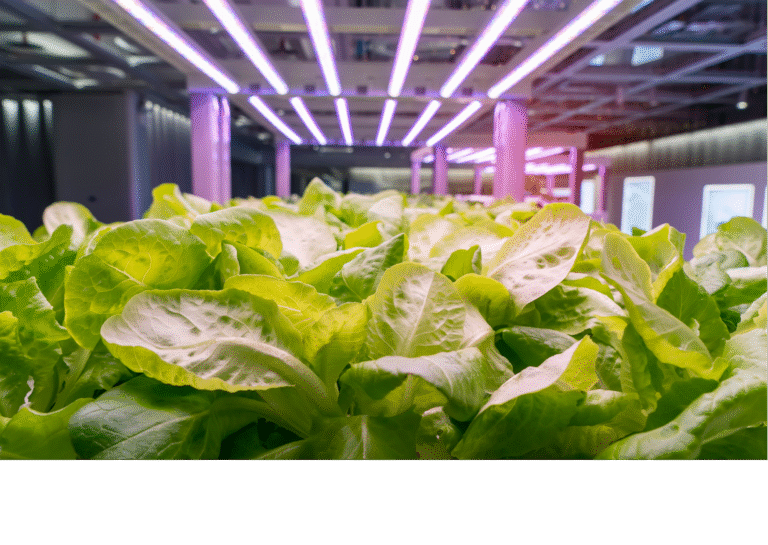 Advanced CEA Farming Practices and Agri-Management Course – April 23rd-26th, 2025