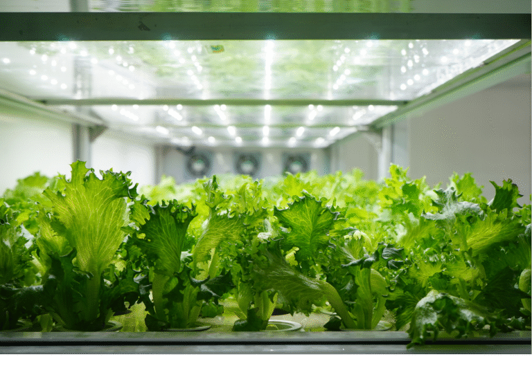 Unlock the Future of Agriculture: Join Our Foundations of Vertical Farming Course, Feb 3-5 in Abu Dhabi, UAE